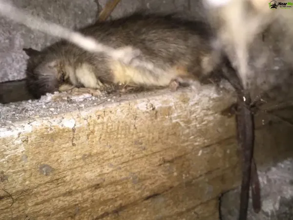 Dead Rat Removal Moorooka